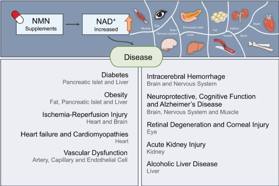 Nmn Supplement